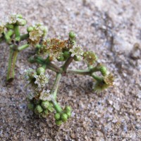 Carallia brachiata (Lour.) Merr.